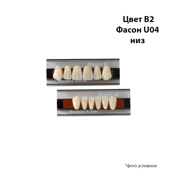 Зубы Basic 6 цвет В2 фасонU04 низ купить